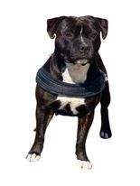 Okaly Du Royaume Du Staffie Full Star 