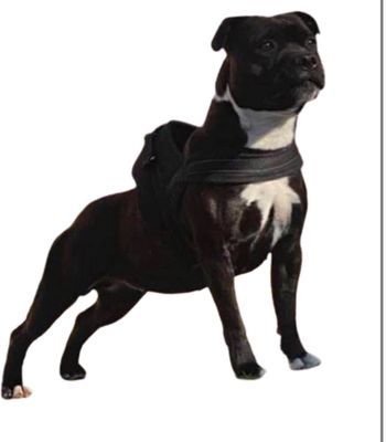 Oxana Du Royaume Du Staffie Full Star 